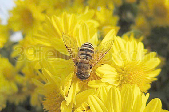 蜂疗,蜂疗蜜蜂,阳光蜂慧
