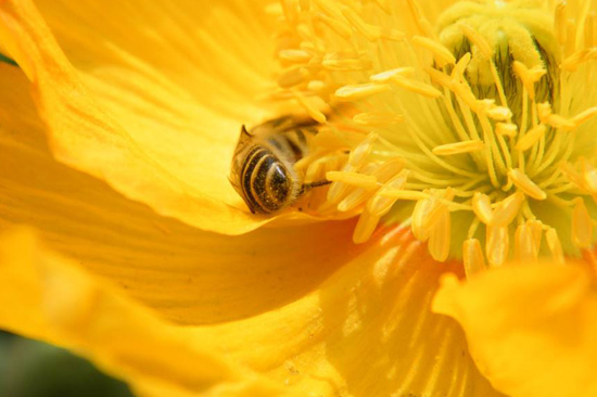 阳光蜂慧,蜂疗,蜂蜜,