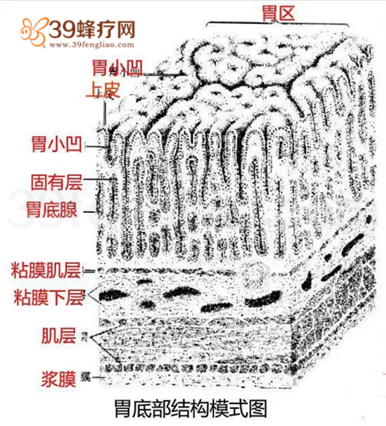 新闻中心从胃的解剖图我们可以看出 胃壁从内而外的数分5层 胃癌