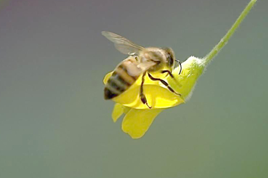 阳光蜂慧,蜂疗,蜂蜜,